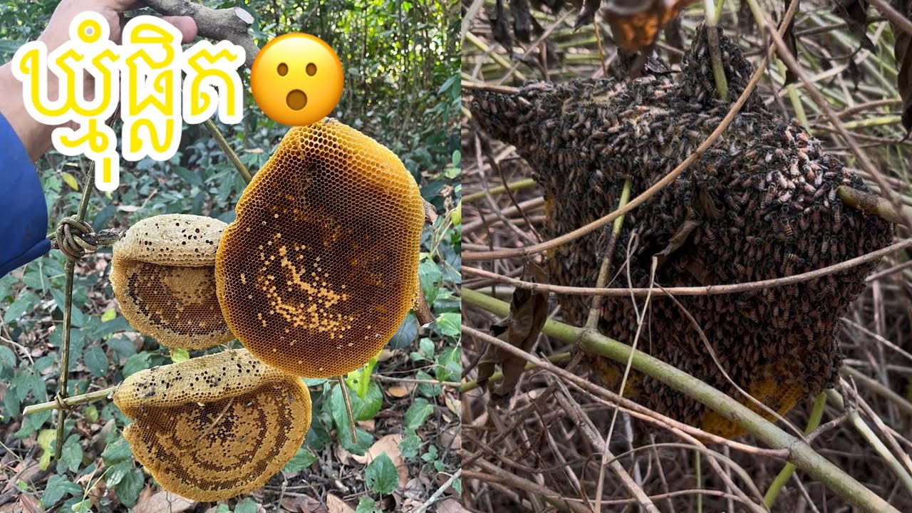 ដេីរកឃ្មុំទៀតហេីយបងប្អូនទាំងអស់គ្នា