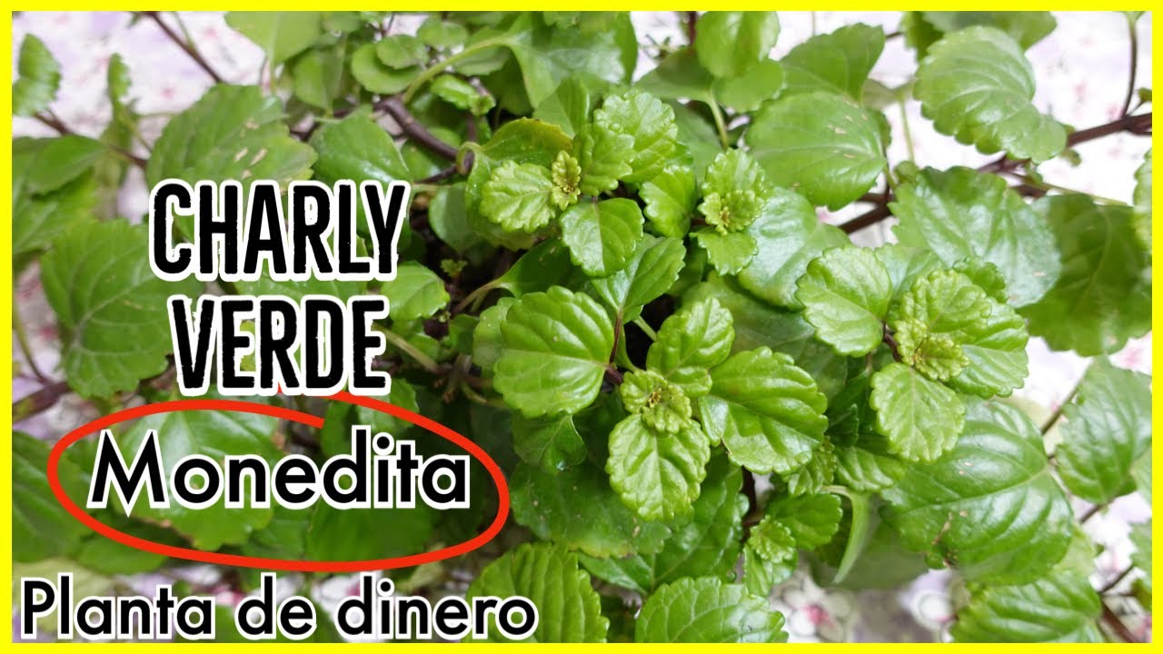 Planta del Dinero  /  Cuidados del Charly Verde | Por que se pone amarillo #plantas #flores
