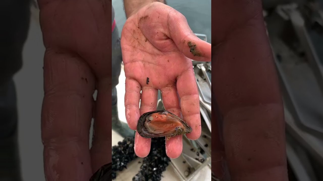 Come si raccolgono le cozze, siamo a torre faro