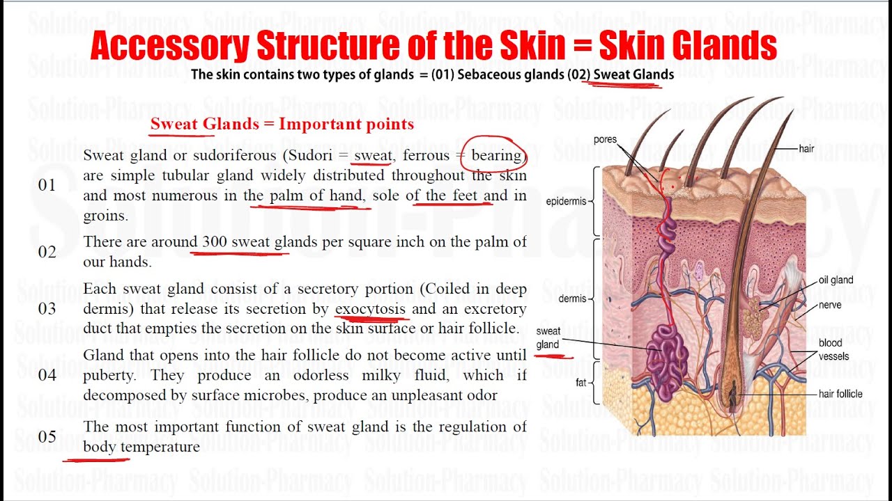 Human Anatomy & Physiology (51)=  Accessory Structure of Skin = Glands of Skin | Sebaceous Gland
