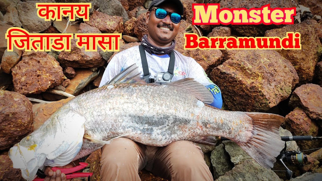 #Fishing for BARRAMUNDI# HUGE barramundi fishing on majorcraft CEANA rod #majorcraftindia#asutralian