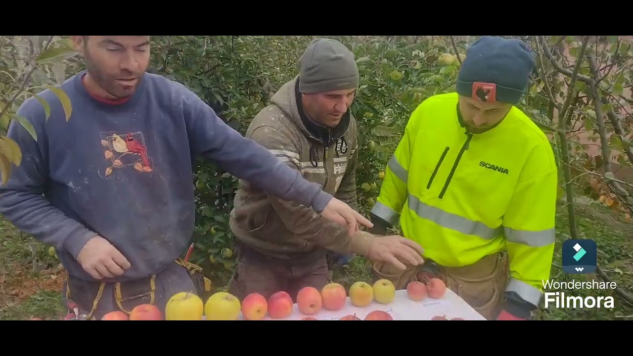 Valea Nandrii testare câteva soiuri de mere de iarna.