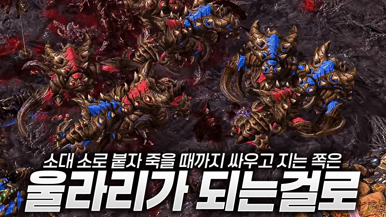 백년만의 소싸움 저그