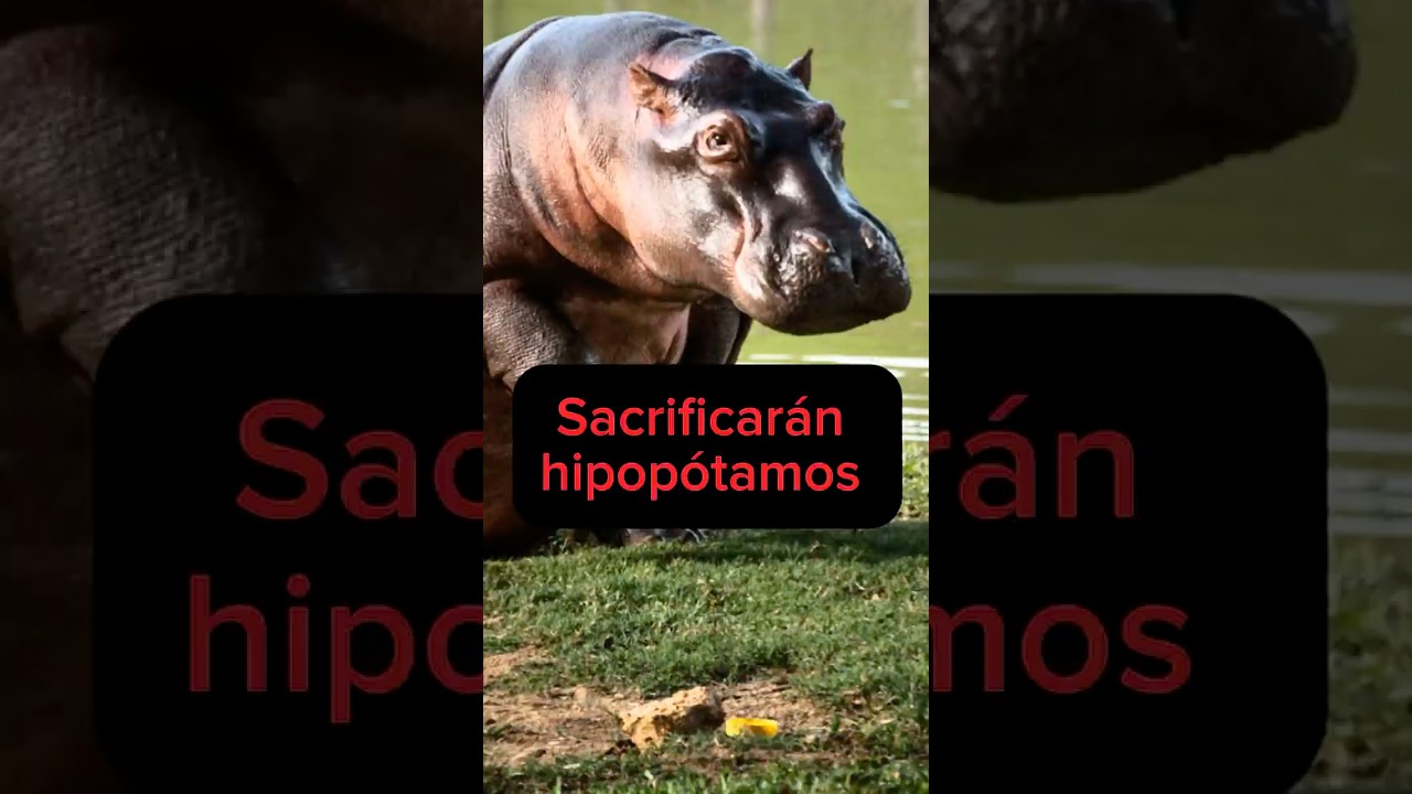 Sacrificar&aacute;n decenas de hipop&oacute;tamos en Colombia #dif&iacute;cildecreer Sergio Sep&uacute;lveda #noticias
