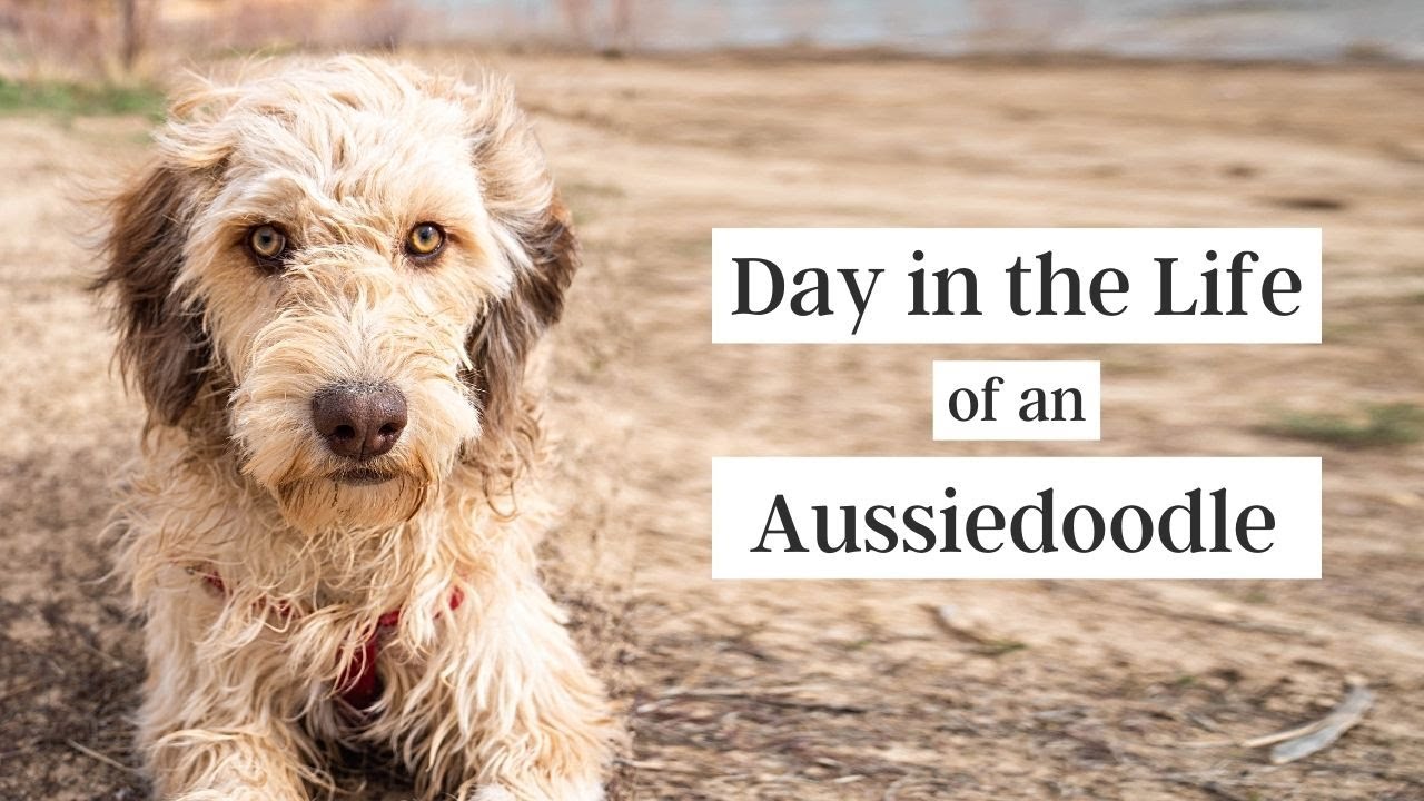 Day in Life of an Aussiedoodle (Morning Routine)