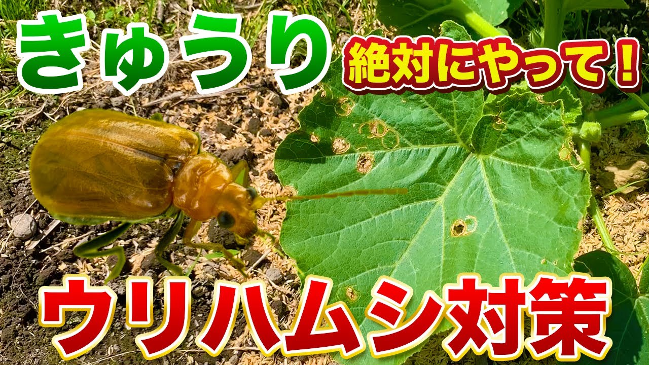 【きゅうり栽培】ウリハムシ対策！すぐに対策をしないと被害が拡大します！（きゅうり、かぼちゃ、スイカ）