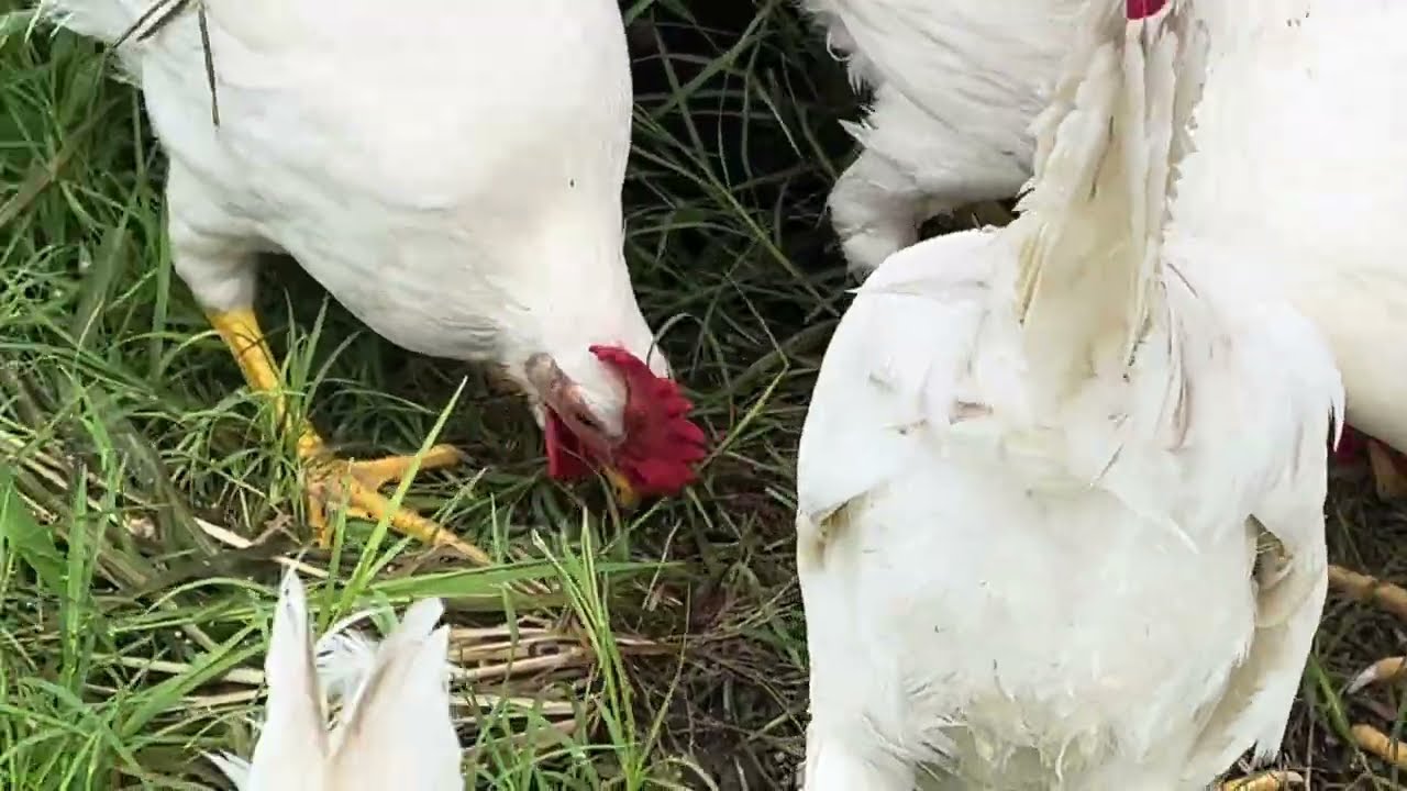 Leghorns Got Muddy after Playing in Rain