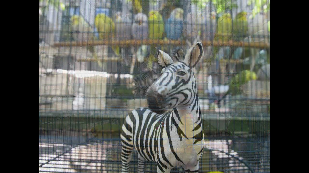 Streepje, de zebra die voordien naar de naam Herman luisterde