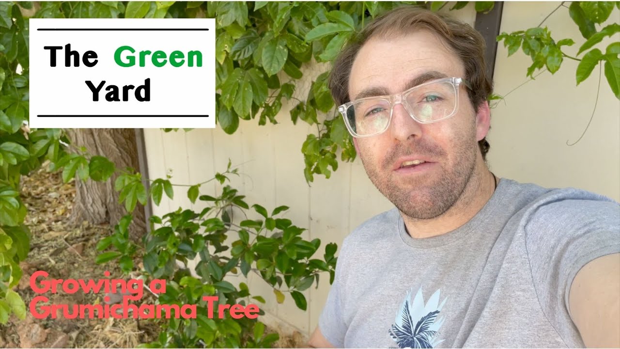 Growing a Grumichama Tree in Phoenix, Arizona!