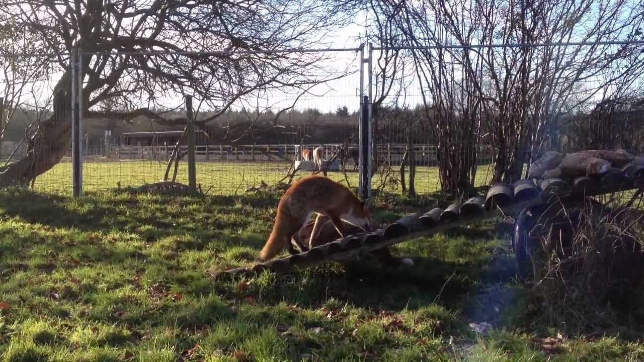 The Fox Project - Martin meets Rusty