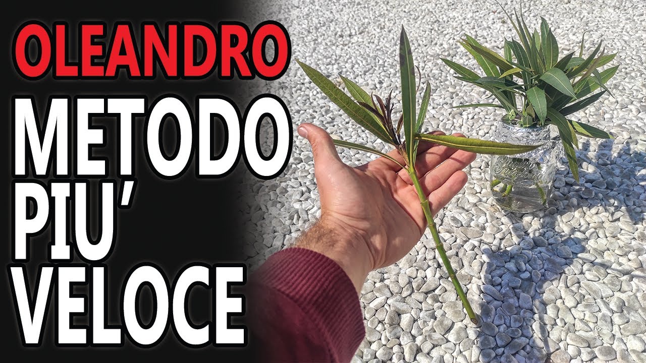 COME RIPRODURRE L'OLEANDRO PER TALEA - TALEA DI OLEANDRO