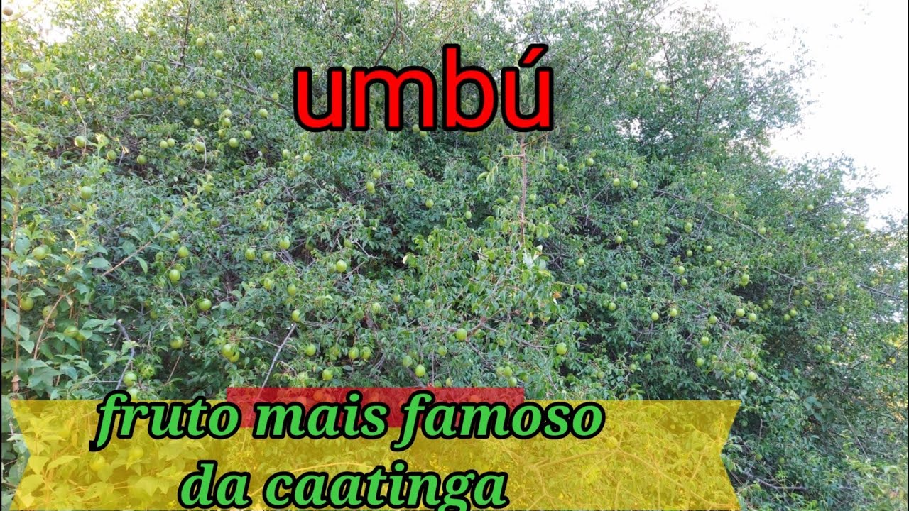 umbuzeiro carregado😋