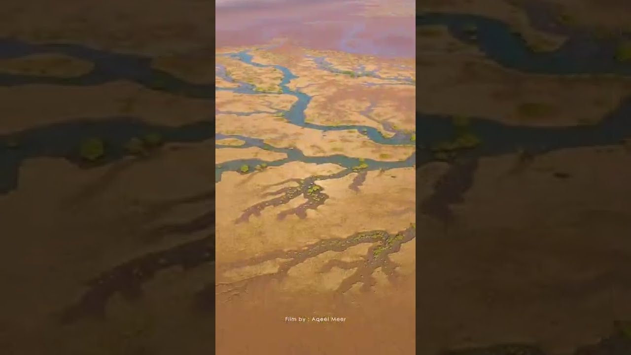 Mangroves in Pakistan - Aqeel Meer Films