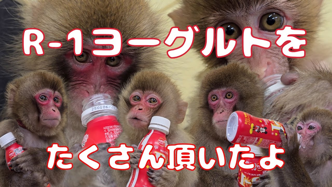 それぞれの飲み方が可愛い🩷みんな大好きR-1ヨーグルト　たくさんの差し入れ本当に有り難うございます🥹