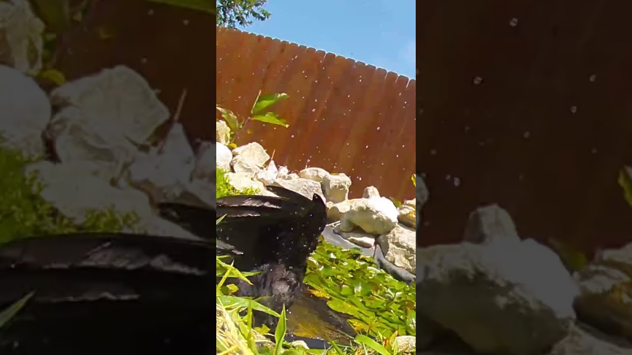 #birds #bathtime