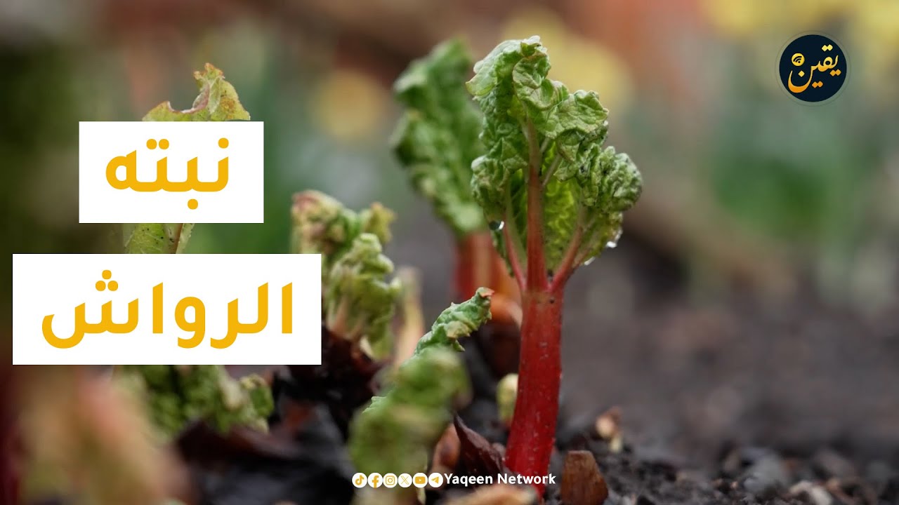 ماذا تعرف عن الراوند الأفغاني أو الرواش #يقين #أفغانستان
