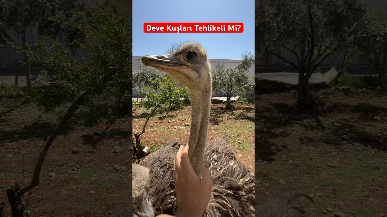 Deve Kuşu Tehlikeli Mi? #travel #animals #safari #africa #tiktok #doğa #amazingfact #birds #devekuşu
