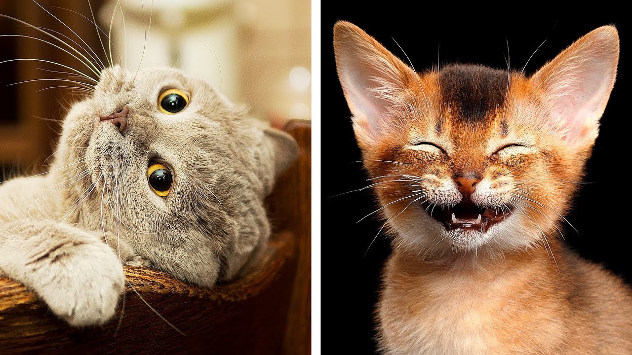 10 Dangerous Cat Breeds That Are Still Awww