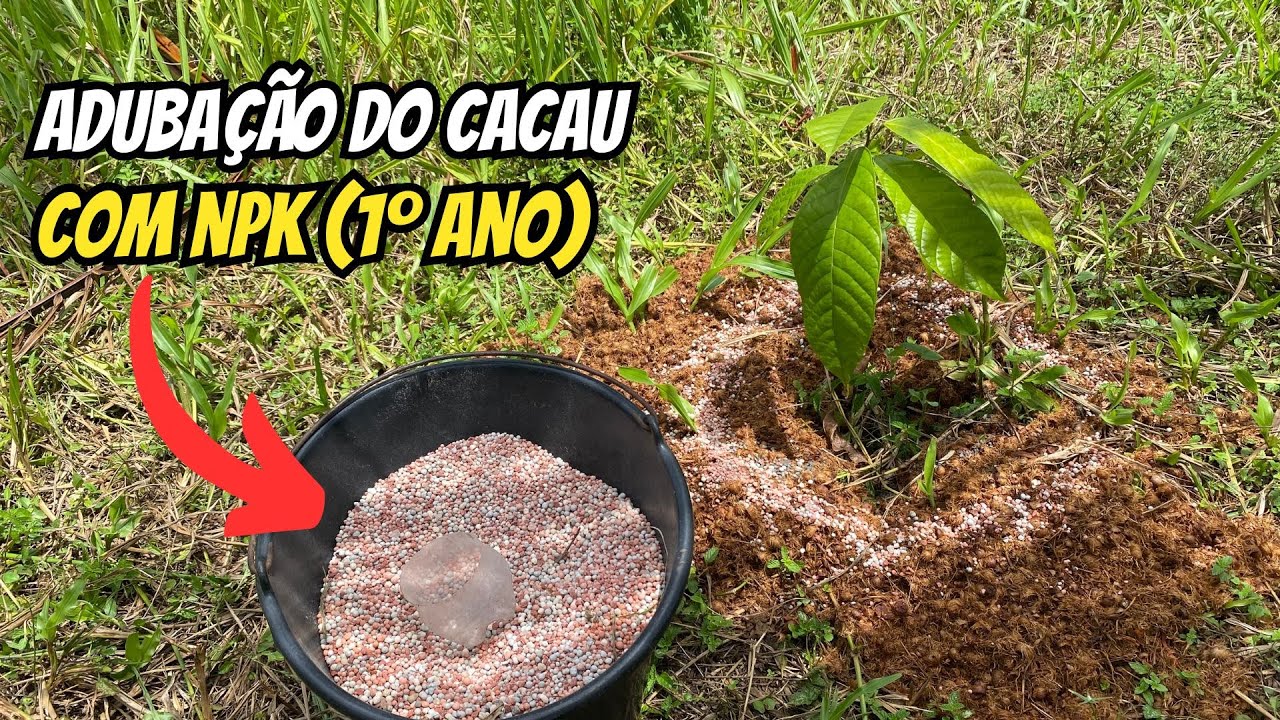 Como adubar o cacau com NPK? (Primeiro ano)