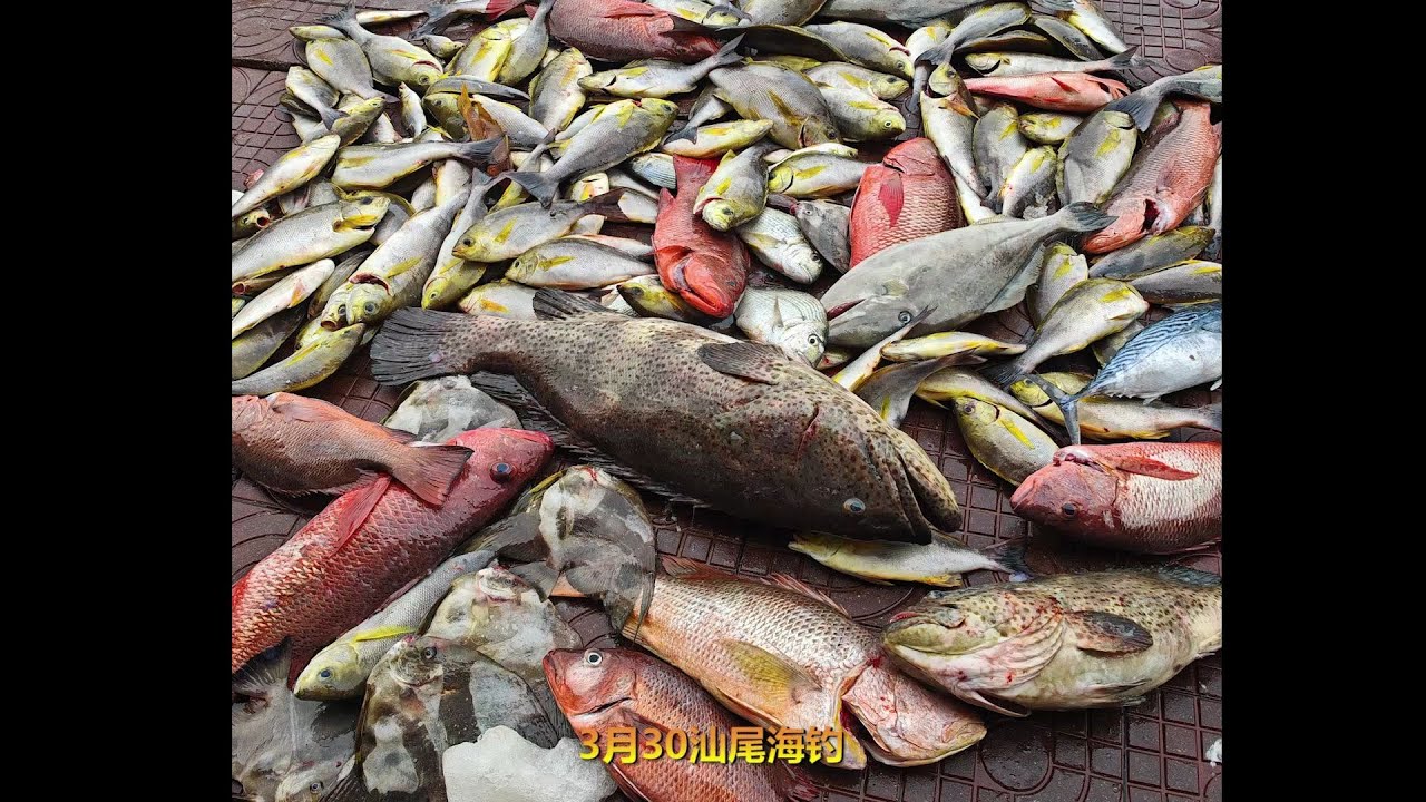 3月30汕尾海钓