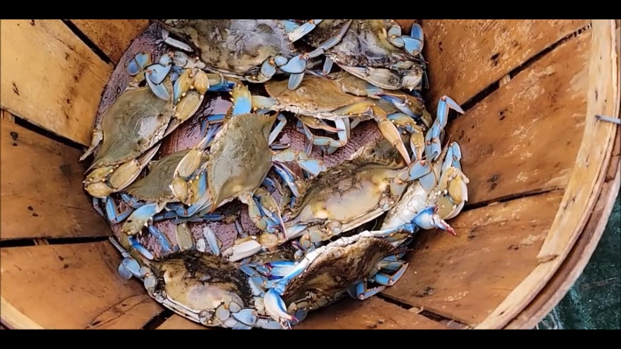 Crab Pro Drive - Jake Phelps Trotline Crabbing (Spring 2024)