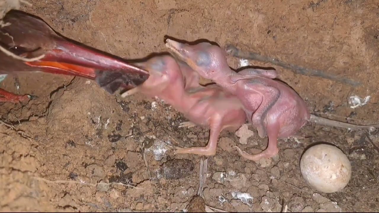 tonton terus anak tengkek masih bayi sampai tuntas 