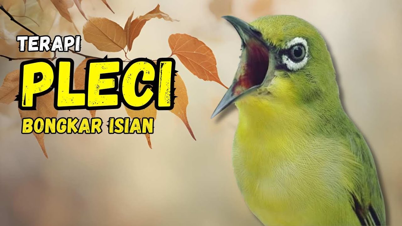Pleci Gacor Full Tembakan Terapi Ampuh Bikin Pleci Bongkar Isian
