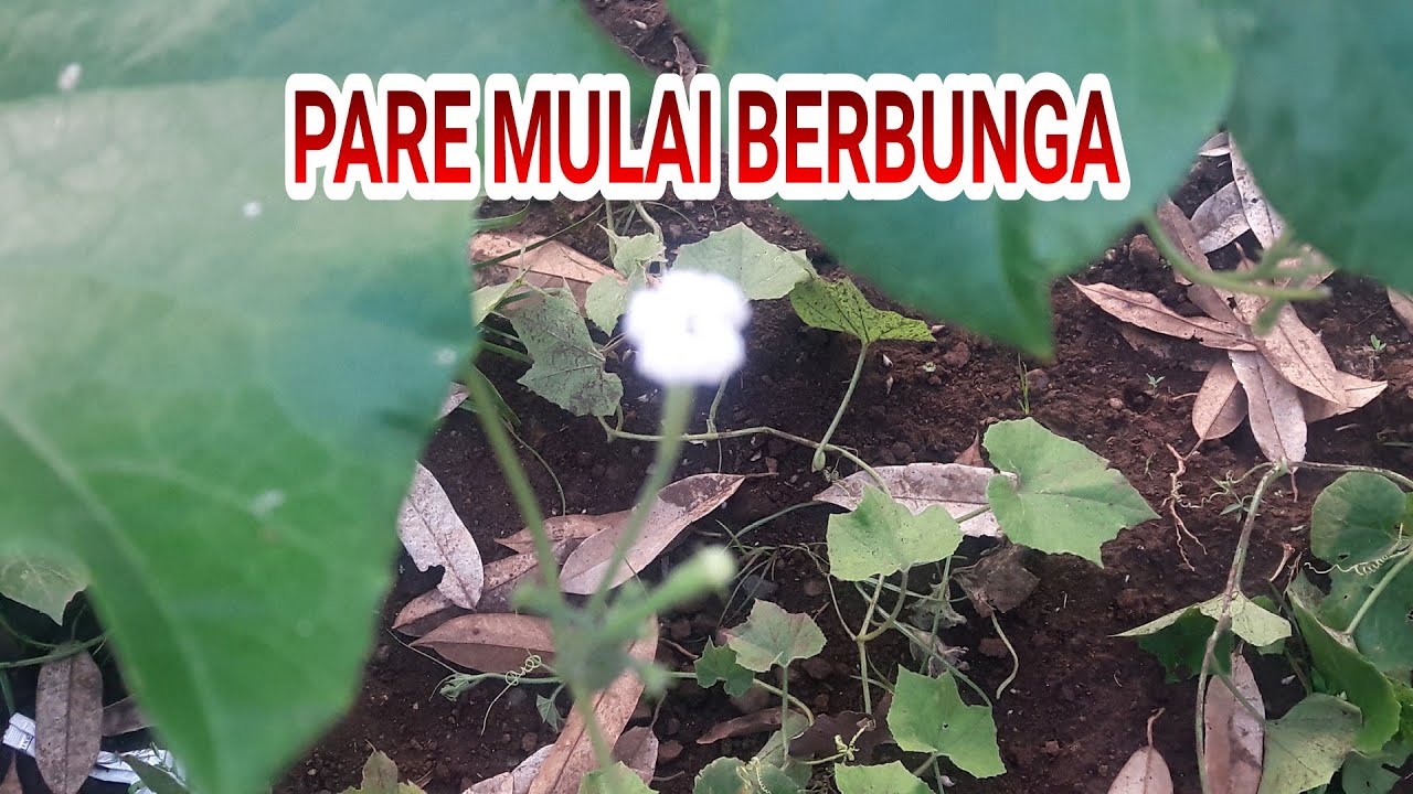 TANAMAN PARE BELUT DI HALAMAN MULAI BERBUNGA