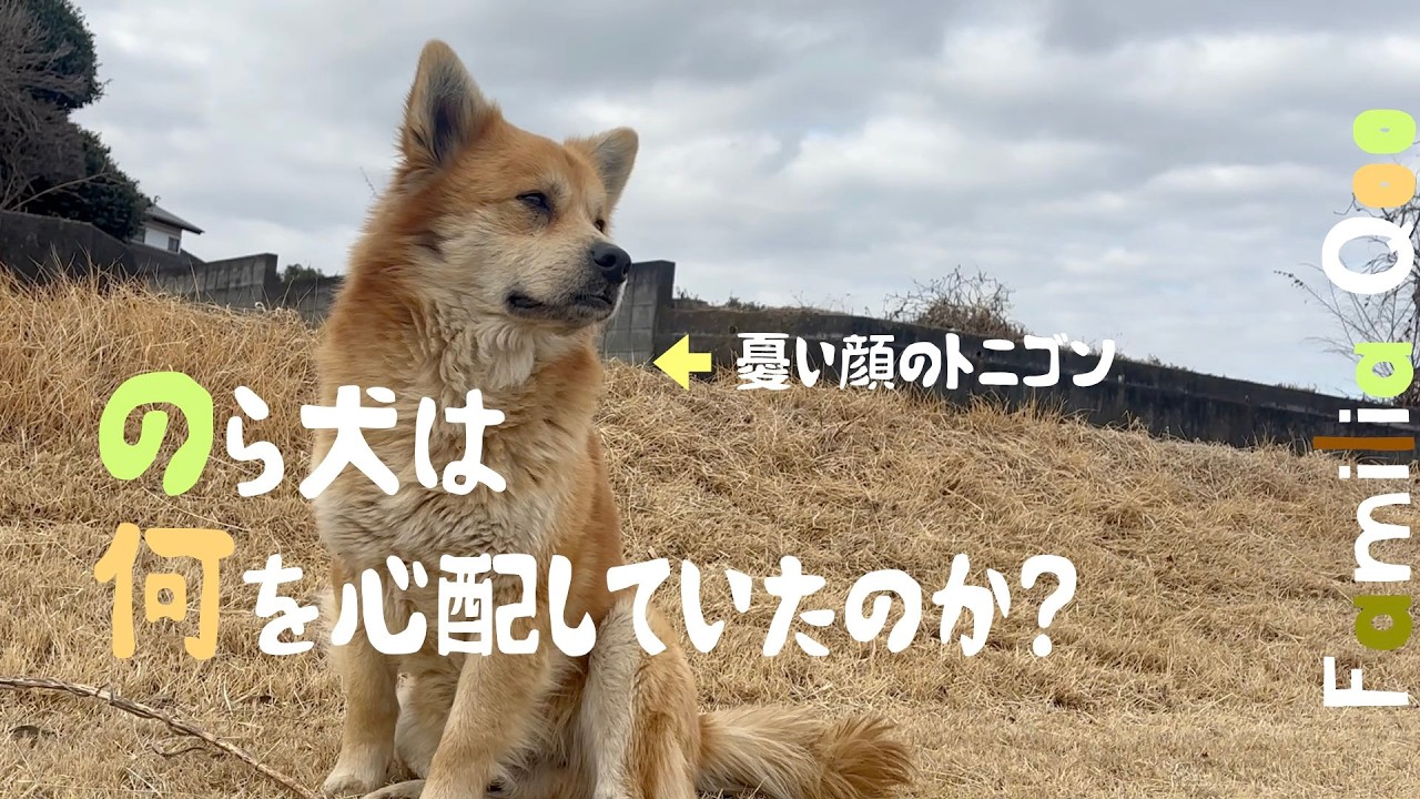 のら犬は何を心配していたのか?【M.ダックスと近所ののら犬】