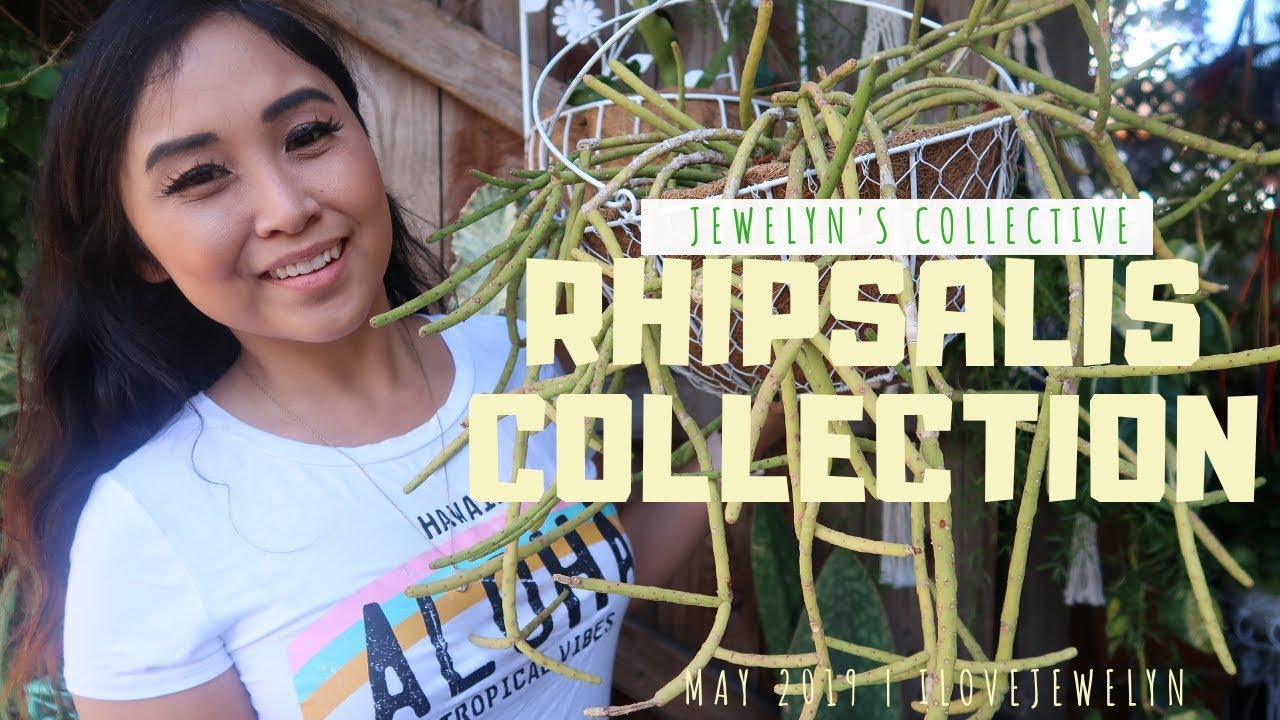 Jewelyn's Collective: Rhipsalis Collection | May 2019 | ILOVEJEWELYN