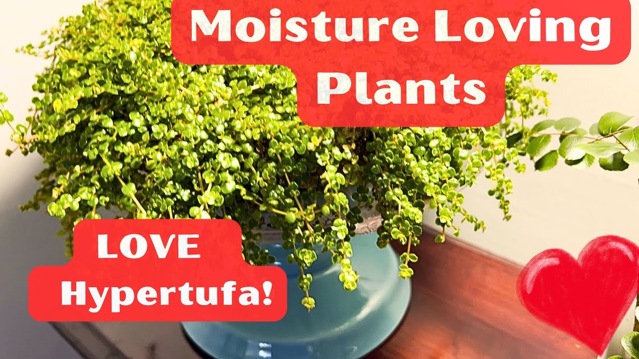 Moisture Loving Plants Thrive in Hypertufa and See The Revival on That Button Fern Near Death!