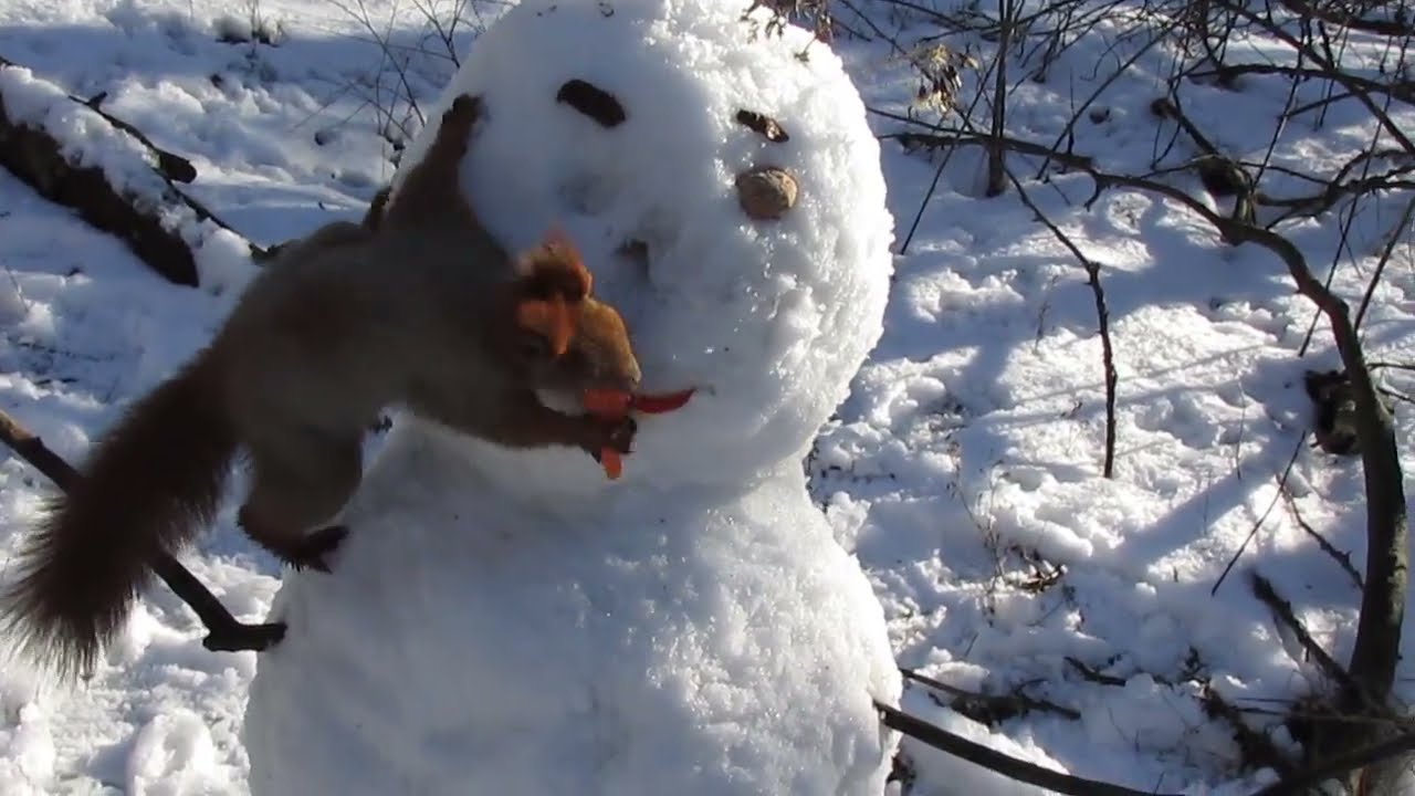 Белка съела нос снеговика) The squirrel ate the snowman's nose.