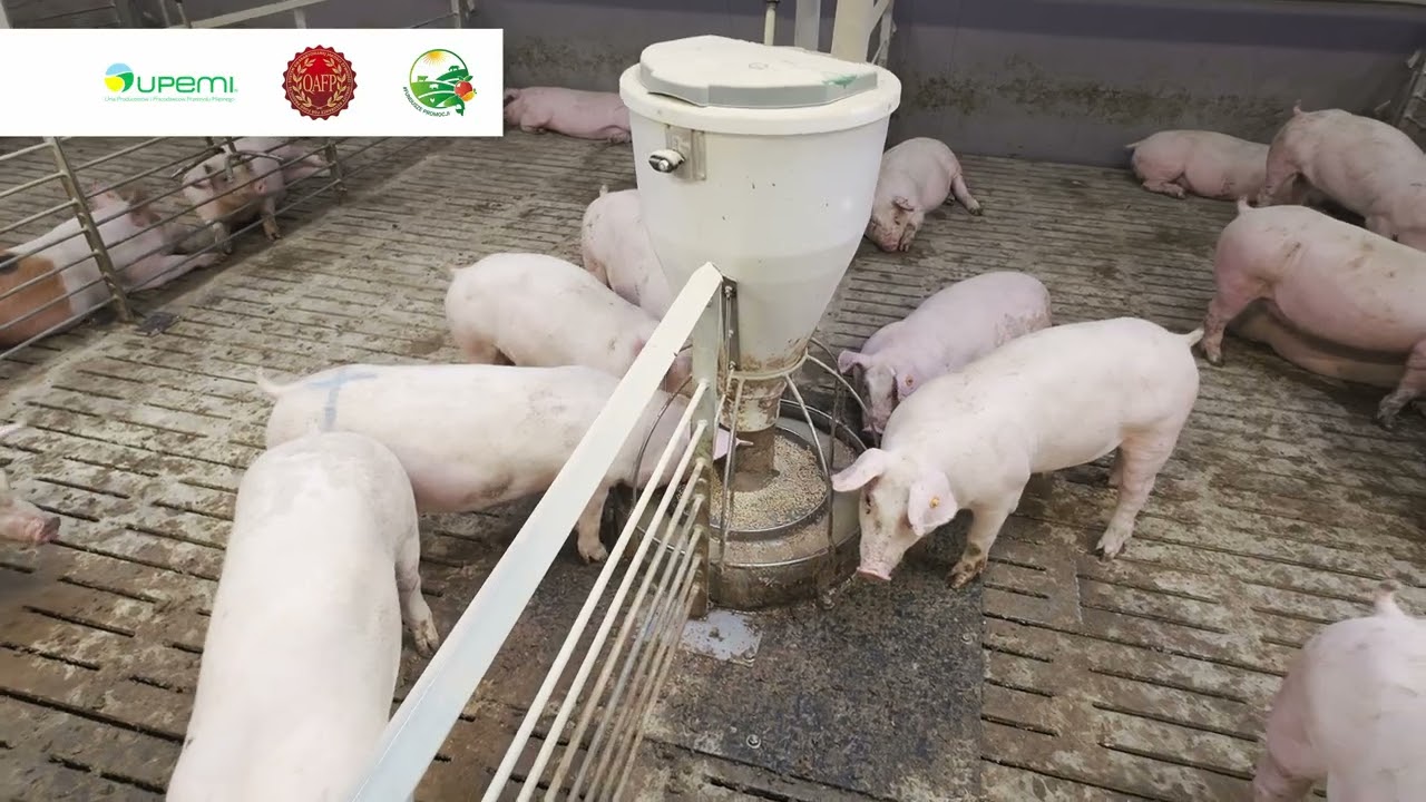 Jak wygląda produkcja trzody chlewnej w systemie QAFP?