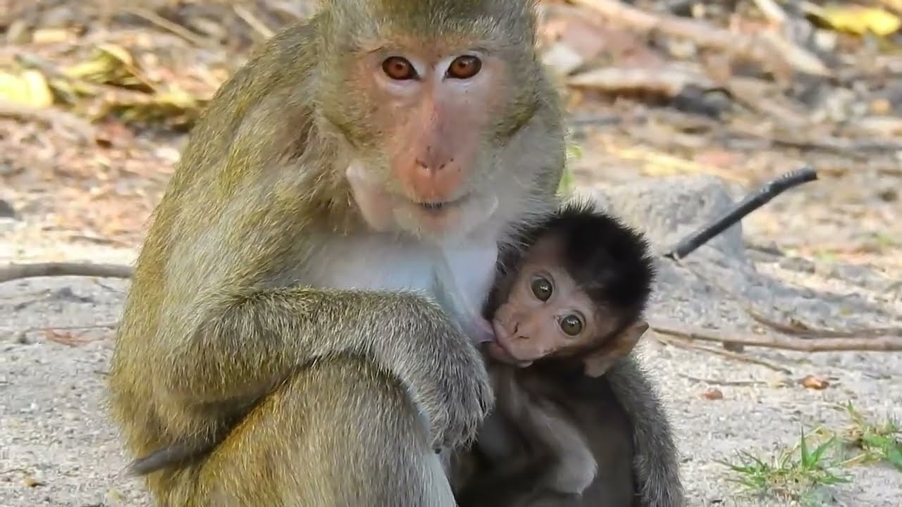 Heart-Touching! Tiny Newborn Monkey & Mommy’s Endless Care 🌿👶