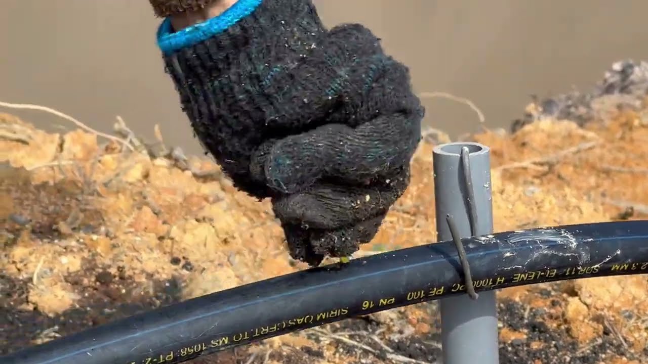 种植榴莲成败的关键因素#灌溉系统的规划与分布