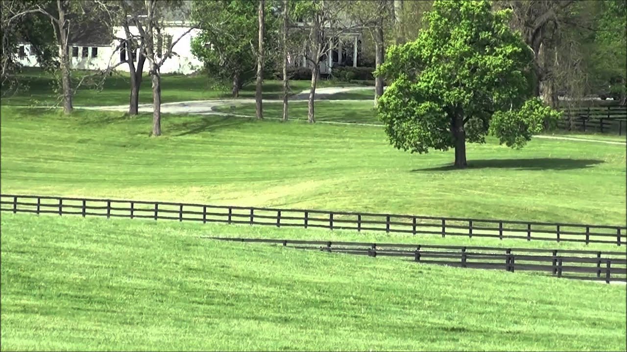 Mares Running With Their Foals