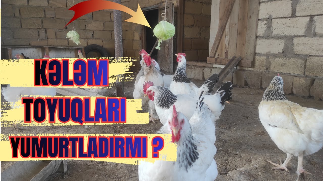 Bu tərəvəz toyuqları yumurtladır-Kələm möcüzəsi!