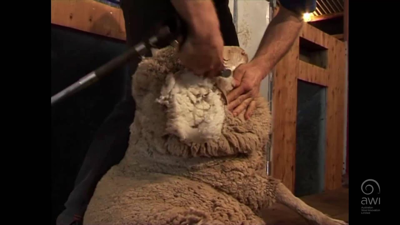AWI Crutching - Ewes - Полная доска для костылей и париков
