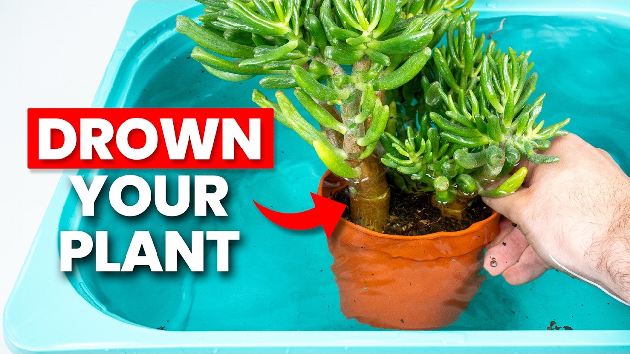 This Method of Watering Plants Makes Them THRIVE