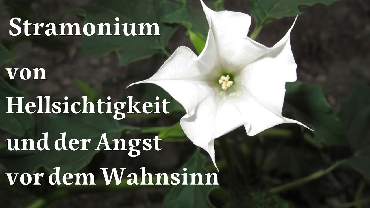 Stramonium: Von starker Hellsichtigkeit und der Angst vor dem Wahnsinn