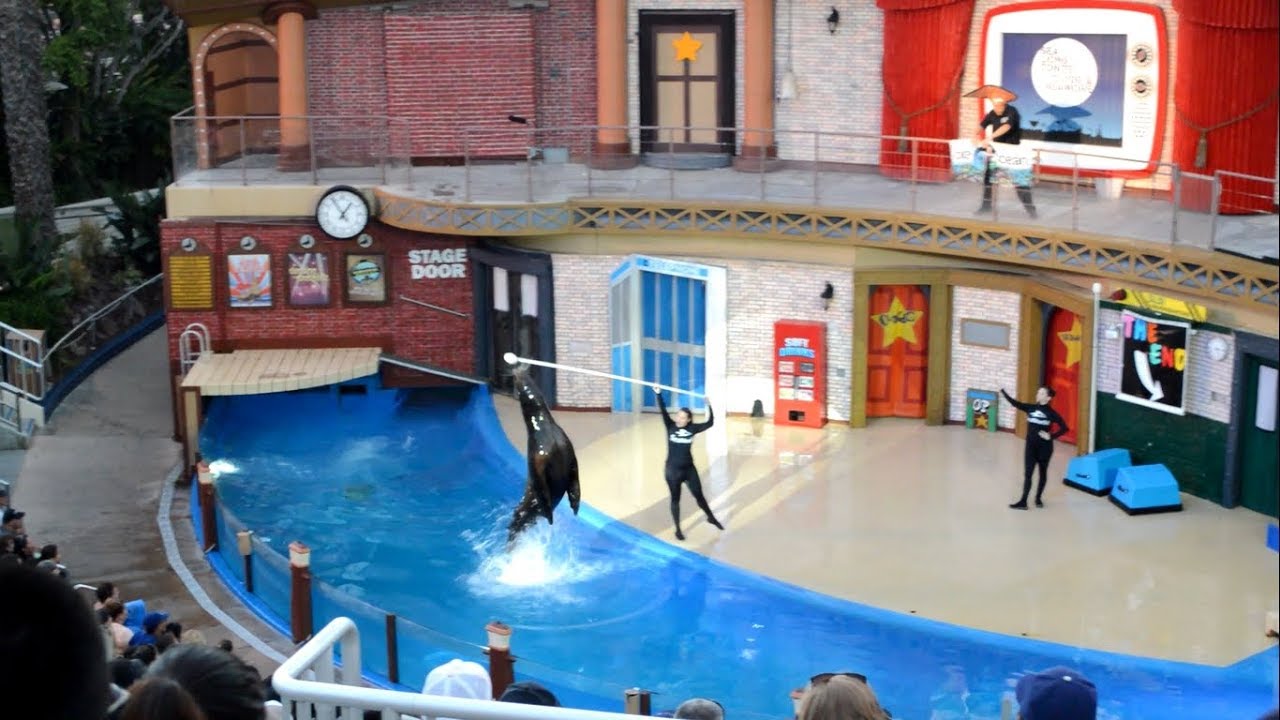 Sea Lions Tonite SeaWorld San Diego Sea Lion Show (8/9/2016)
