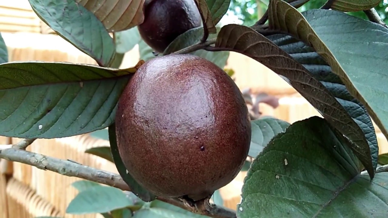 JAMBU BIJI MERAH AUSTRALIA