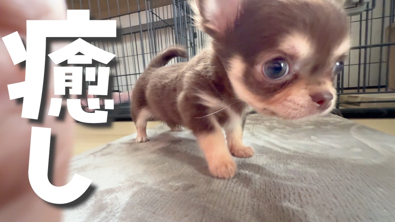 チワワお迎え直後の様子【超癒し・子犬の性格】先住犬との相性