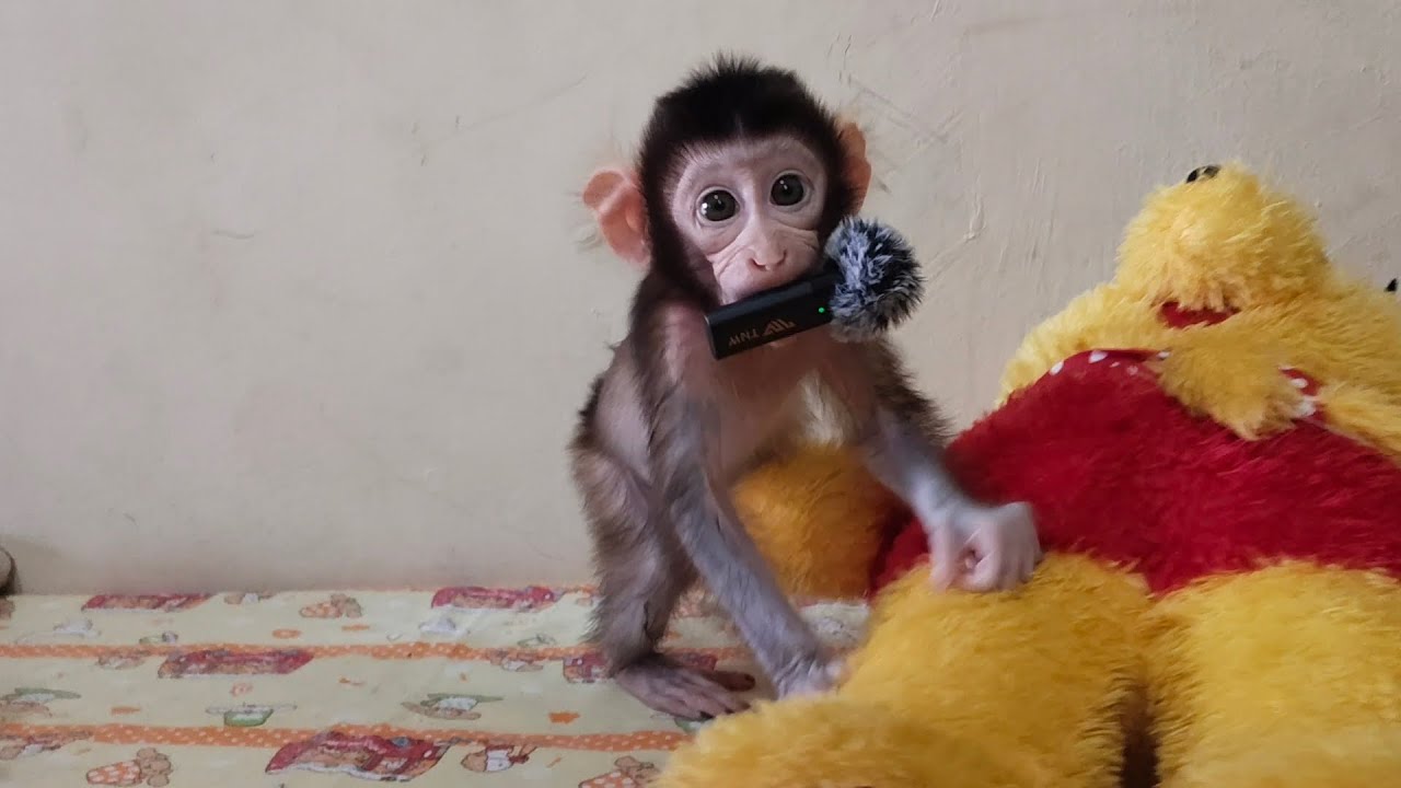 So cheerful baby monkey boni is playing😍😍