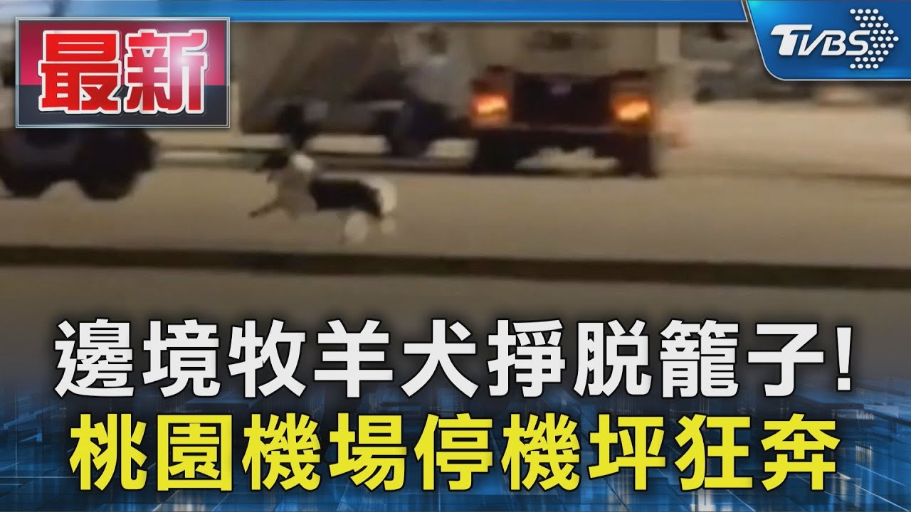 邊境牧羊犬掙脫籠子! 桃園機場停機坪狂奔｜TVBS新聞 @TVBSNEWS01