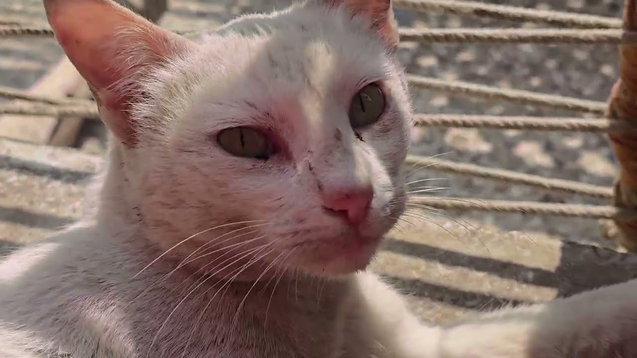 My Cute Cat Relaxing | Lazy Cat in Sleepy Mood
