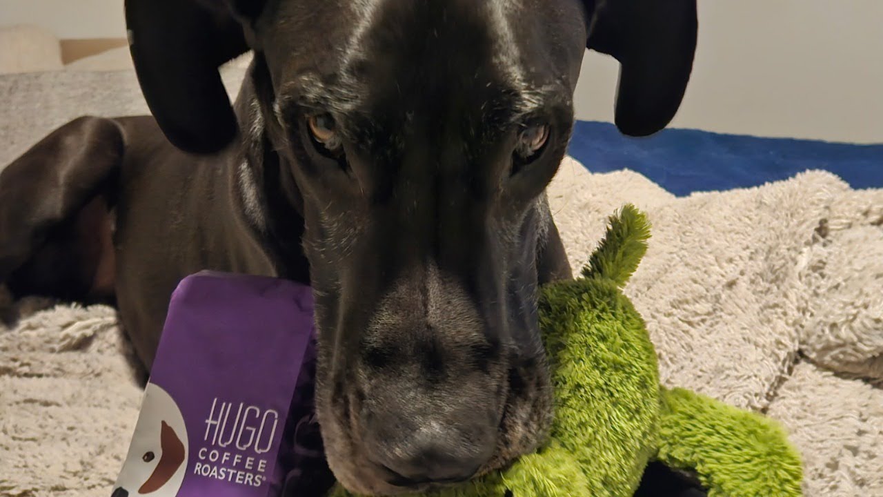 Hugo Coffee Roasters with Rocky Mountain Great Dane Rescue!