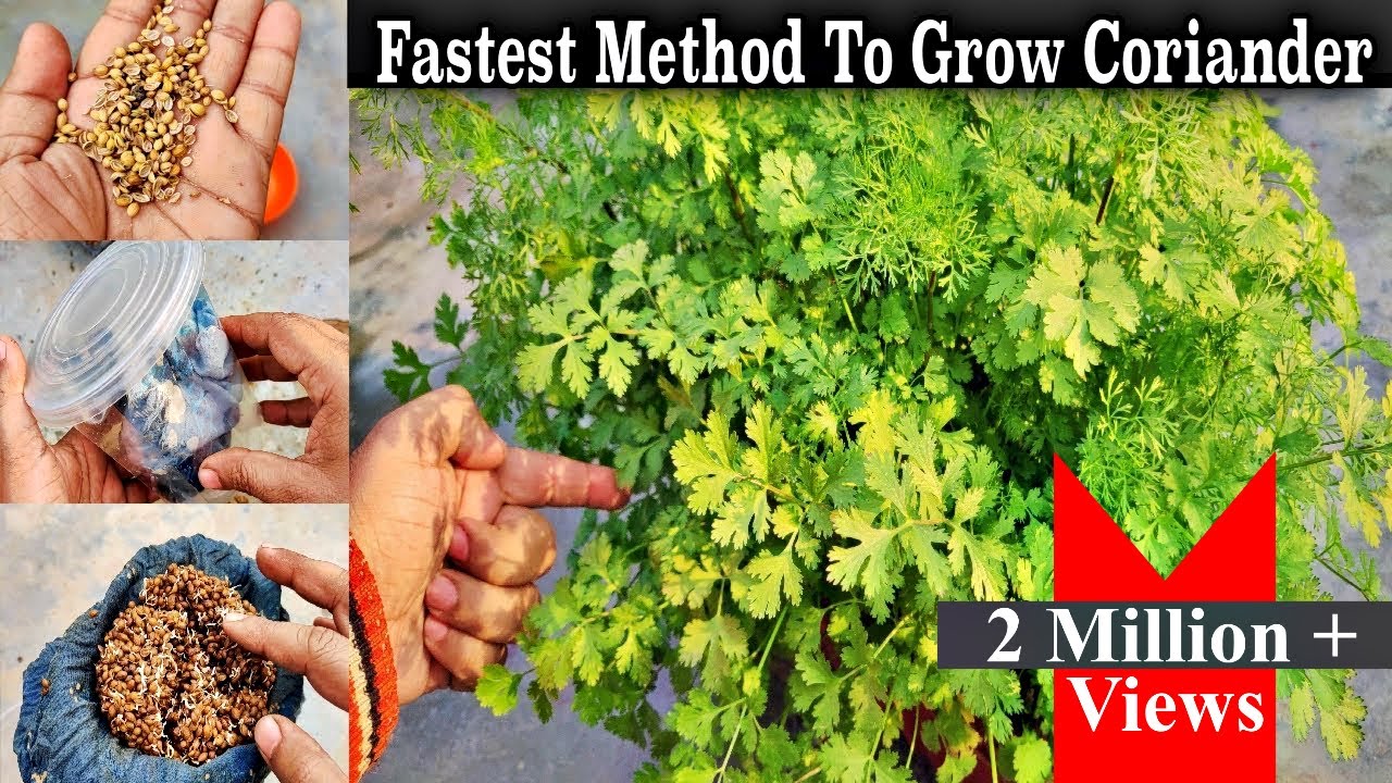 Fastest & Easiest Method to Grow Coriander at Home || Seeds Germination in 4 days