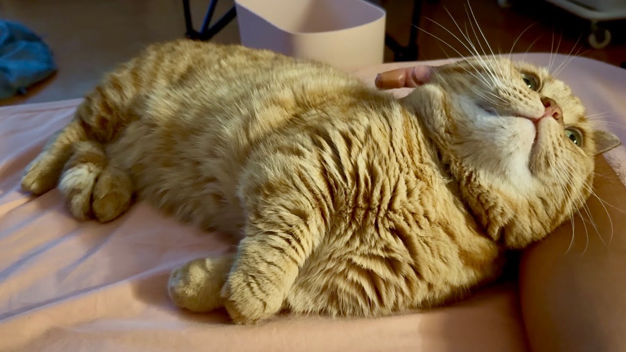 パパの腕枕でくつろぐ猫がかわいすぎました