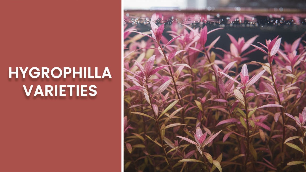 Hygrophila Plant Varieties
